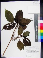 三脈紫麻藏品圖，第1張