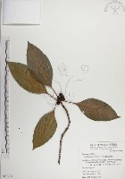 蘭嶼九節木藏品圖，第1張