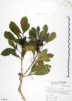 假三腳虌藏品圖，第1張