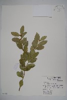 琉球黃楊藏品圖，第1張