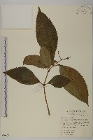 草珊瑚、紅果金粟蘭藏品圖，第1張