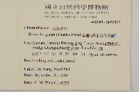 草珊瑚、紅果金粟蘭藏品圖，第2張