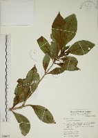 貝木藏品圖，第1張