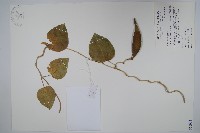 蘭嶼牛皮消、蘭嶼白薇藏品圖，第1張