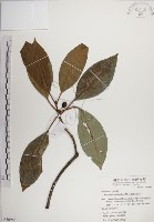 蘭嶼九節木藏品圖，第1張