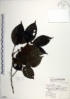 羅庚果藏品圖，第1張