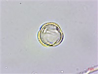 羅庚果藏品圖，第2張