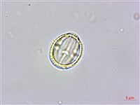 羅庚果藏品圖，第3張