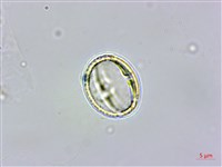 羅庚果藏品圖，第4張