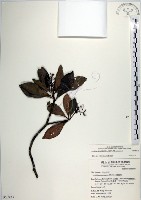 樹杞藏品圖，第1張