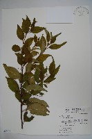 草野氏冬青藏品圖，第1張