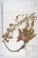 臺灣假黃鵪菜藏品圖，第1張