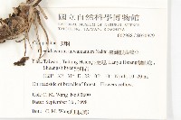 臺灣假黃鵪菜藏品圖，第2張