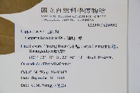 蘭嶼山柑藏品圖，第2張