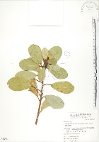 鵝鑾鼻蔓榕藏品圖，第1張