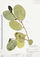 山豬枷藏品圖，第1張