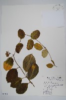 爬森藤藏品圖，第1張