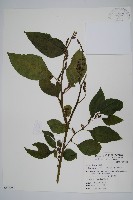 多子漿果莧藏品圖，第1張