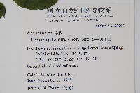 多子漿果莧藏品圖，第2張