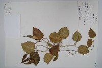 蘭嶼牛皮消、蘭嶼白薇藏品圖，第1張