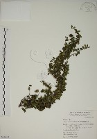 越橘葉蔓榕藏品圖，第1張