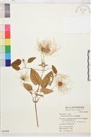 田代氏鐵線蓮藏品圖，第1張