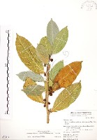 白肉榕藏品圖，第1張