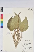 紅頭鐵莧、蘭嶼鐵莧藏品圖，第1張