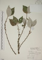 四脈麻藏品圖，第1張