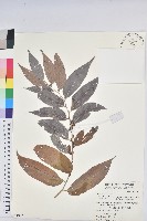 披針葉饅頭果藏品圖，第1張