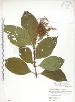 呂宋水錦樹藏品圖，第1張