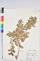 葉底珠、市蔥密花葉底珠藏品圖，第1張