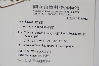 爵床藏品圖，第2張