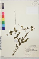 小葉黃鱔藤藏品圖，第2張