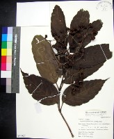 菲律賓火筒樹藏品圖，第1張