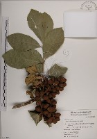 大葉樹蘭藏品圖，第1張