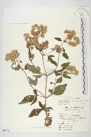 台灣澤蘭藏品圖，第1張