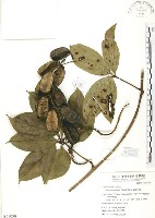 蘭嶼田薯藏品圖，第1張