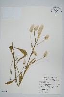 青葙藏品圖，第1張