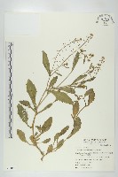 風花菜、球果山芥菜藏品圖，第1張