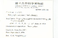 風花菜、球果山芥菜藏品圖，第5張