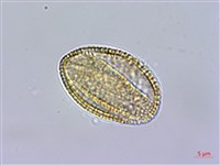 風花菜、球果山芥菜藏品圖，第2張