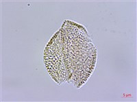 風花菜、球果山芥菜藏品圖，第3張