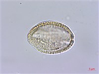 風花菜、球果山芥菜藏品圖，第4張