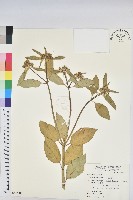 白苞猩猩草藏品圖，第1張