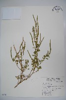 向天黃藏品圖，第1張