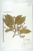 繁花薯豆藏品圖，第1張