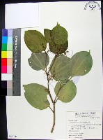 菲律賓朴樹藏品圖，第1張