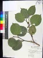 菲律賓朴樹藏品圖，第1張