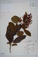 厚殼樹藏品圖，第1張